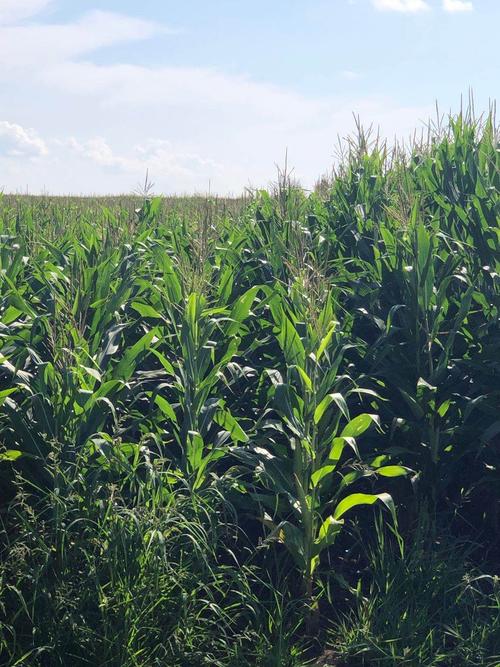 其它 朗运零农残产品名录(玉米篇) 写美篇零农残技术种植的玉米长势