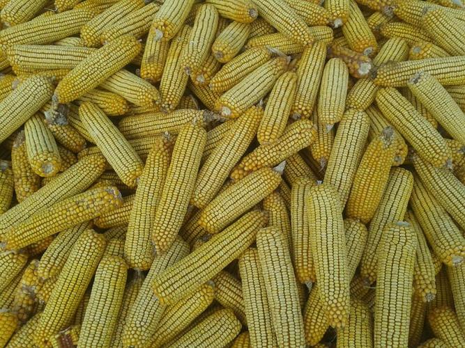 济南朝晖种业 产品供应 高产玉米种子京单28 价格:50.